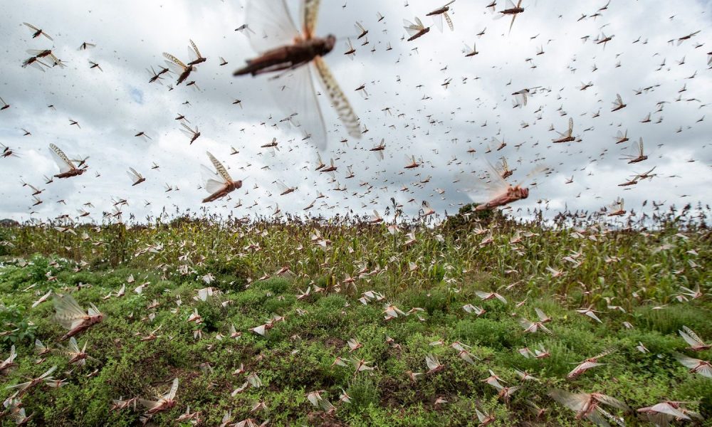 01-locust-swarm-ap_20024491002008-1000x600.jpg