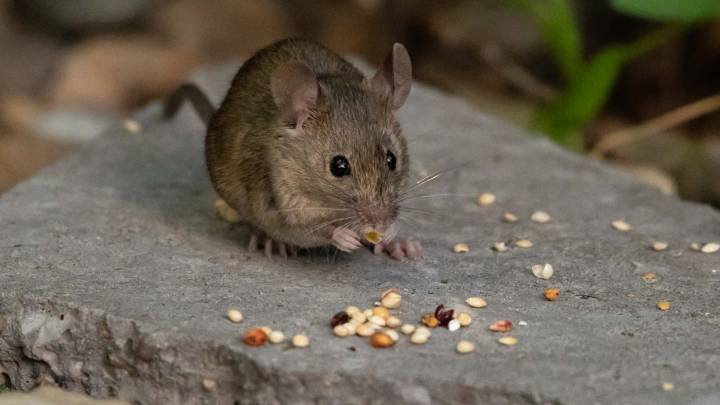 hantavirus