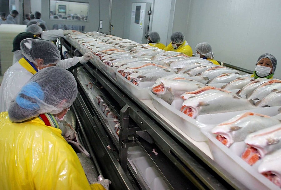 trabajadores del salmón