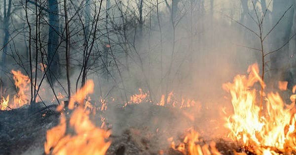 Incendio forestal en Palena