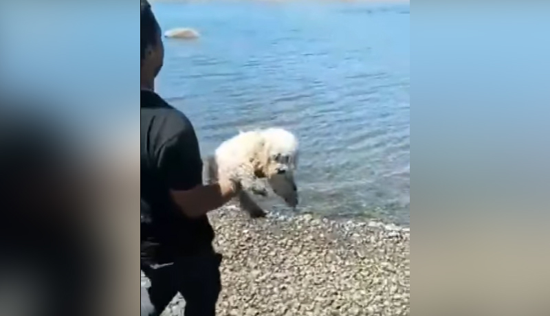 agresores del cachorro en Castro