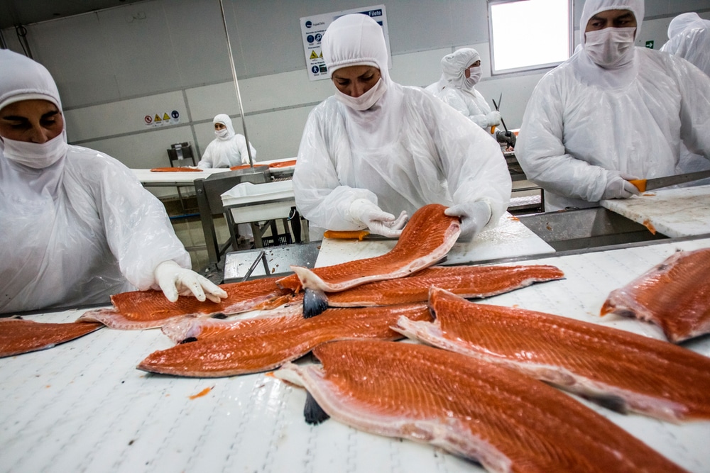 Trabajadores del salmón