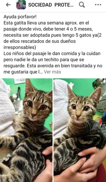 mascotas abandonadas