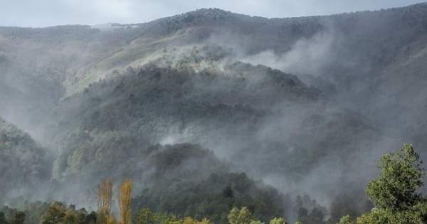 Incendio forestal