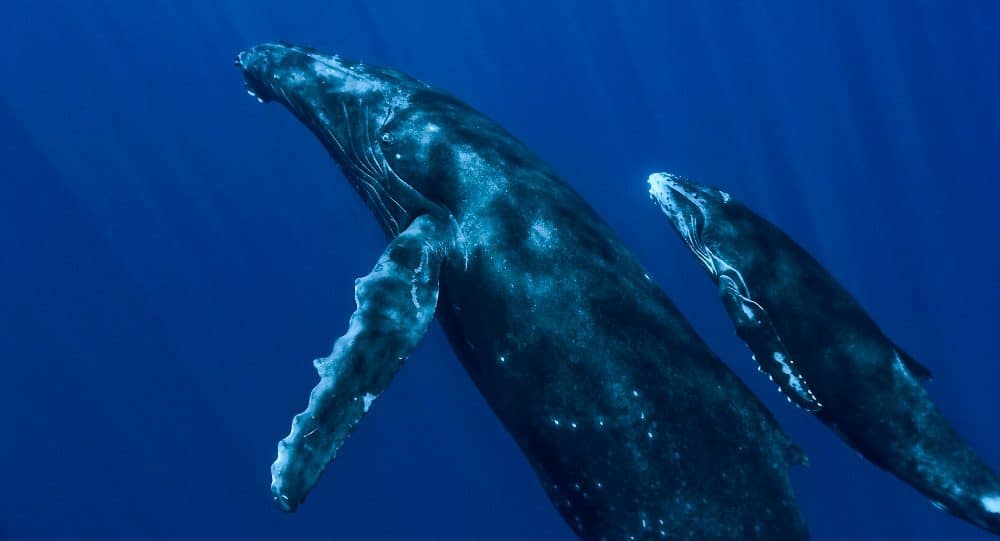 ballenas azules
