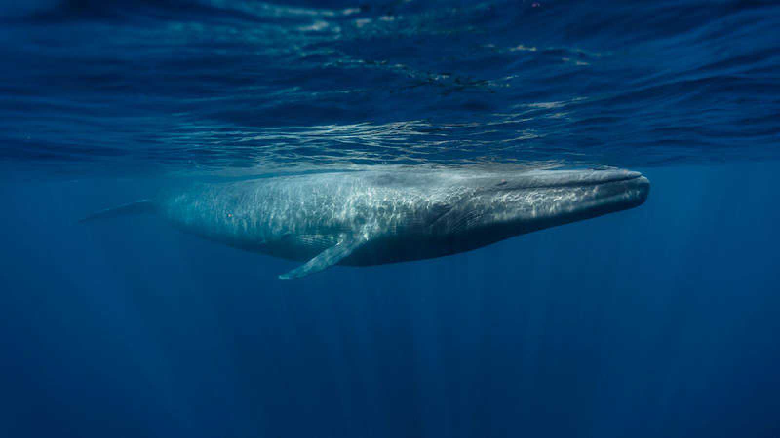 Ballenas azules