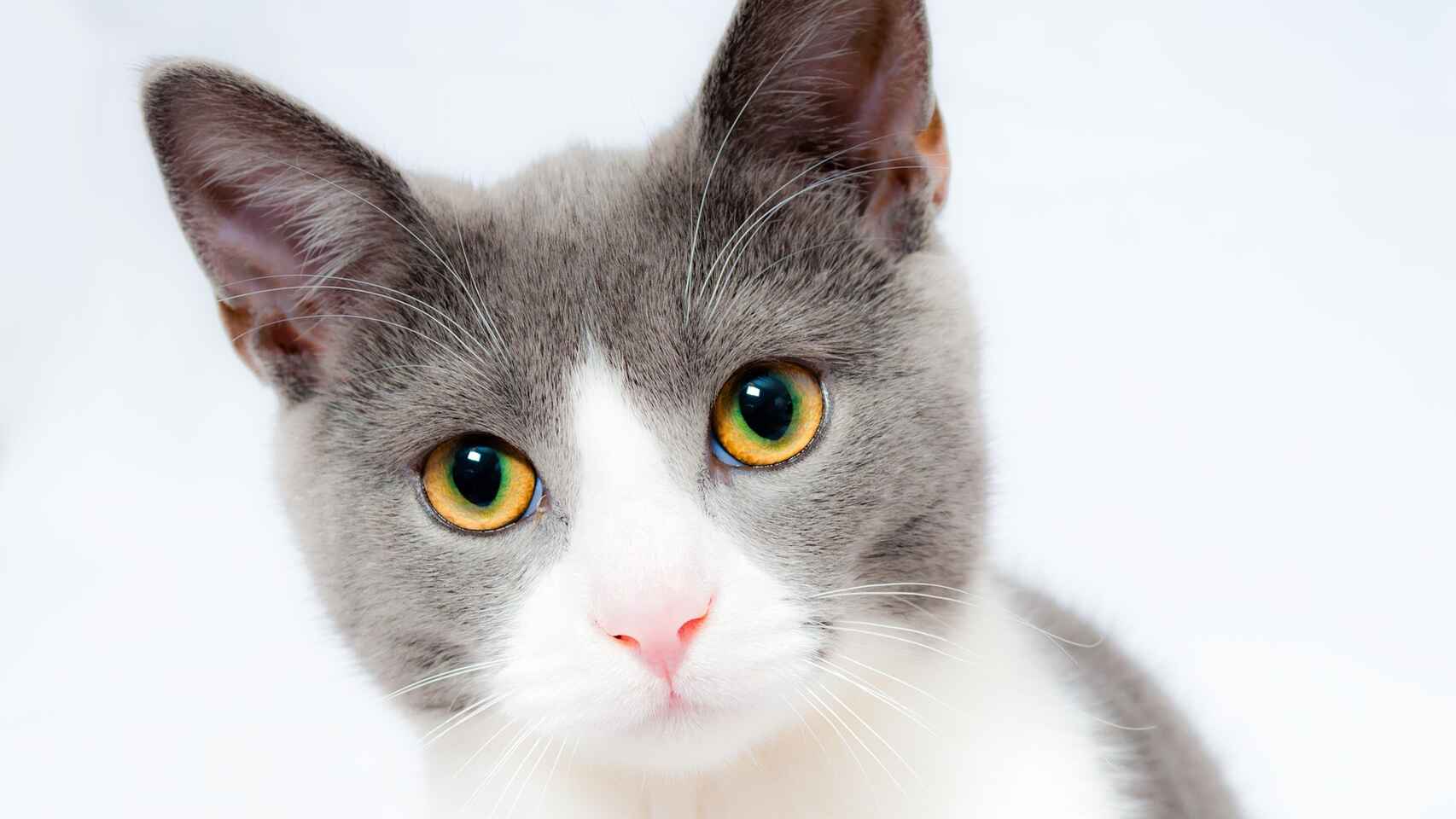 alimento para gatos