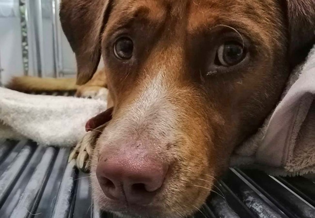 mascotas abandonadas