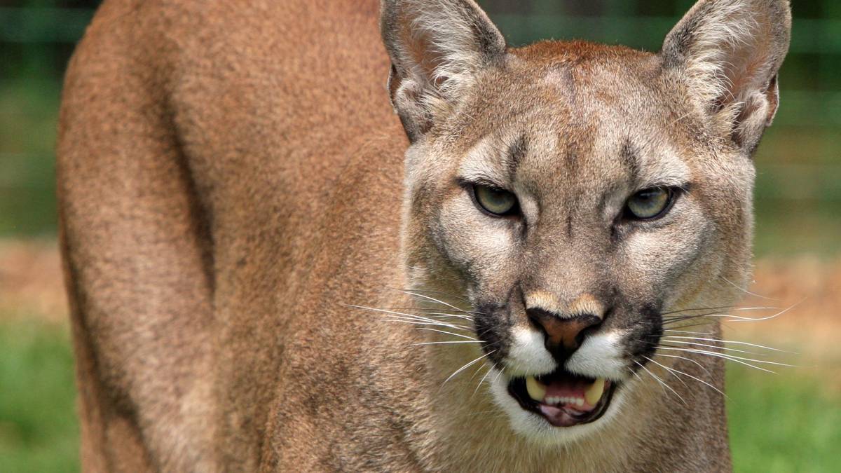 puma