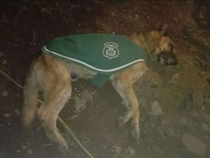 perrita de Carabineros