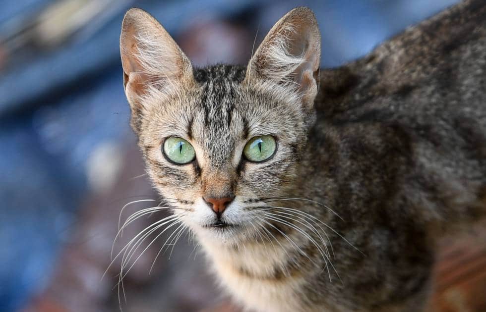 alimentos para gatos