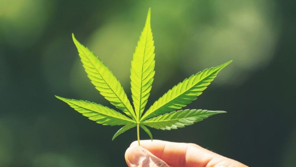 Día de la Marihuana