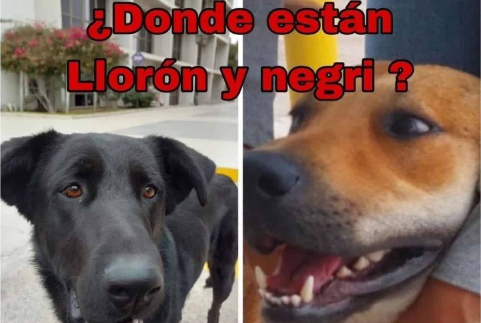 Universidad del Alba.