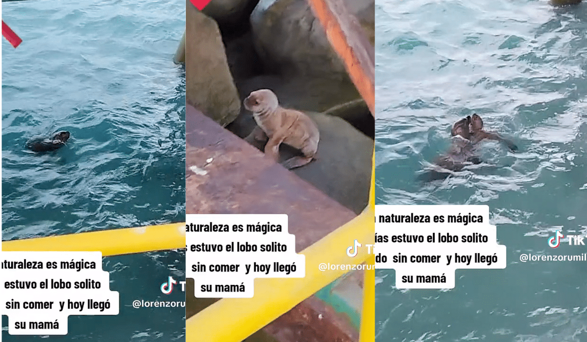 Pequeño lobo marino