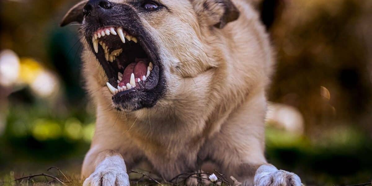 perro
