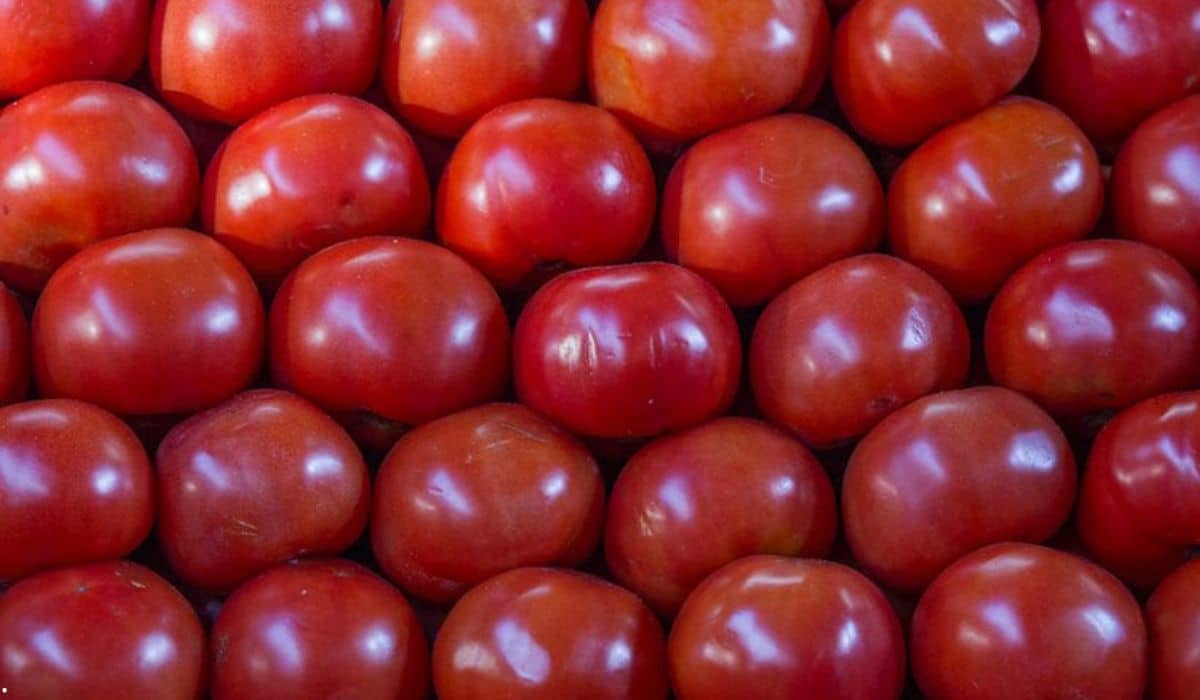 El tomate ha resaltado por sus antioxidantes