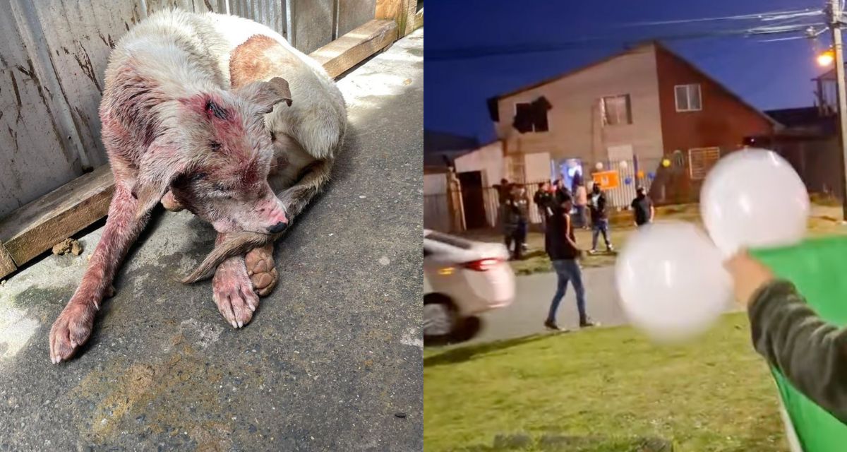 maltrato animal en Puerto Montt