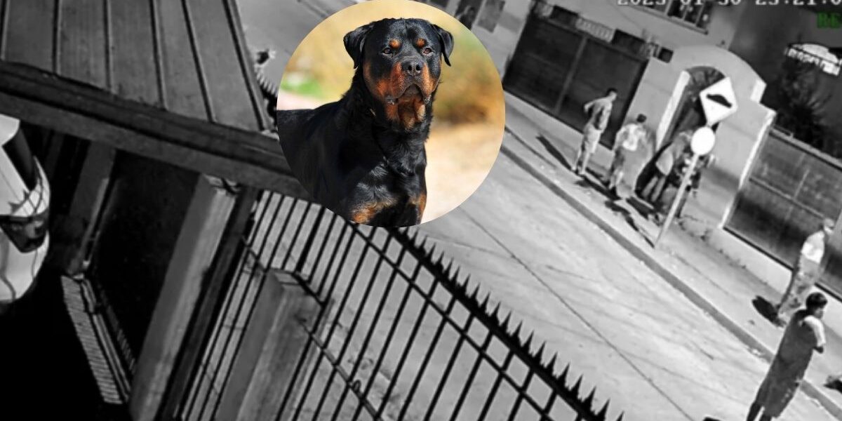 ataque de perros en La Serena