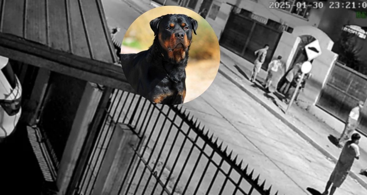 ataque de perros en La Serena
