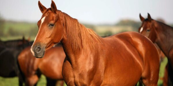 Caballo