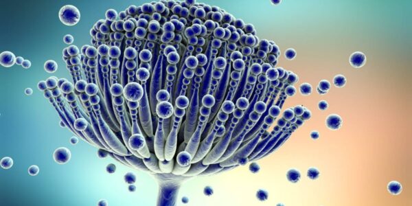 hongo Aspergillus
