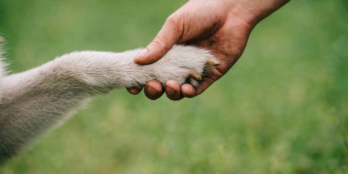 perro baleado en Conchalí
