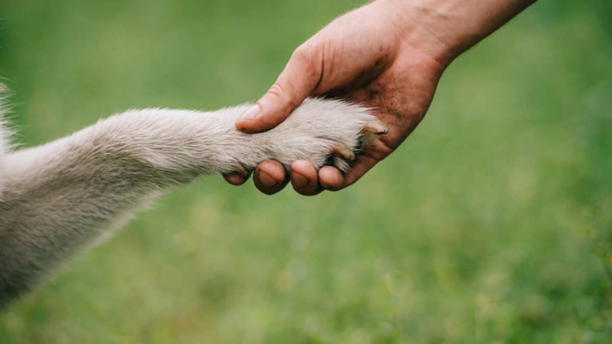 perro baleado en Conchalí