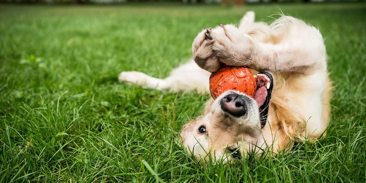 Parque para perros