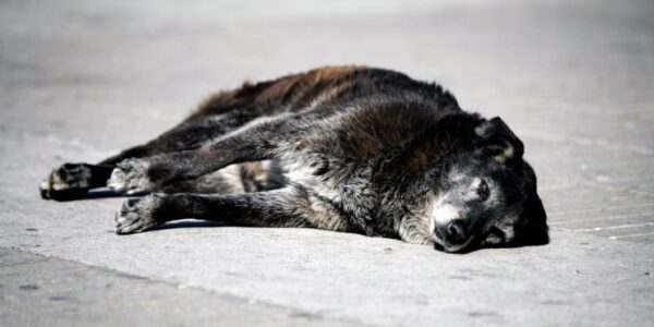 faenamiento de perros