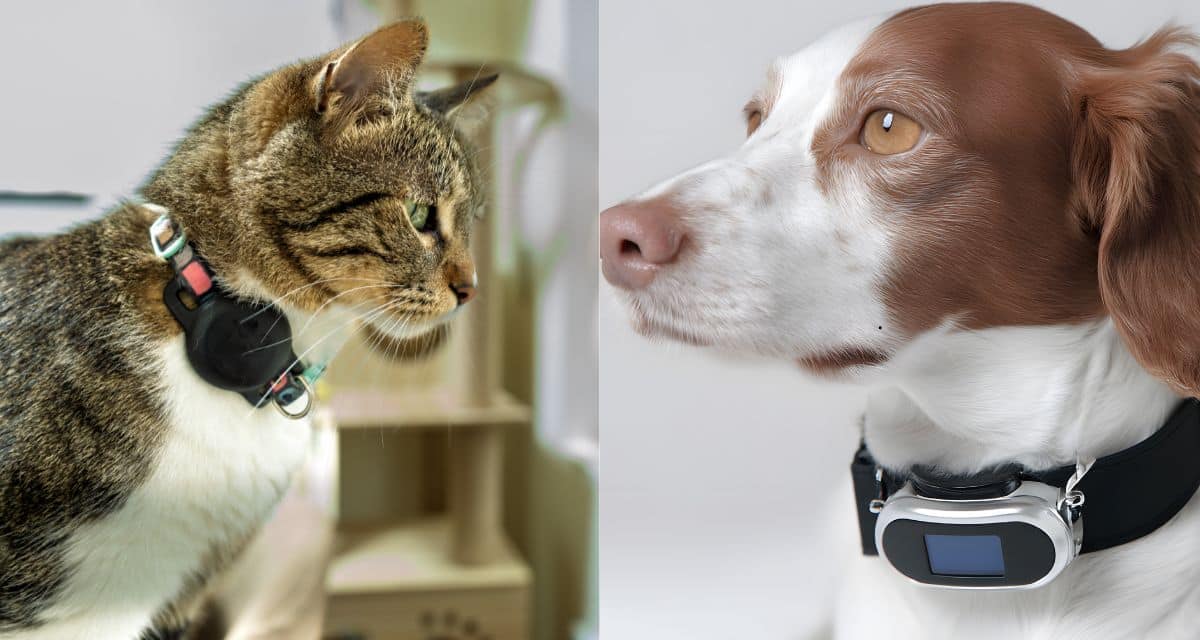 collares para perros