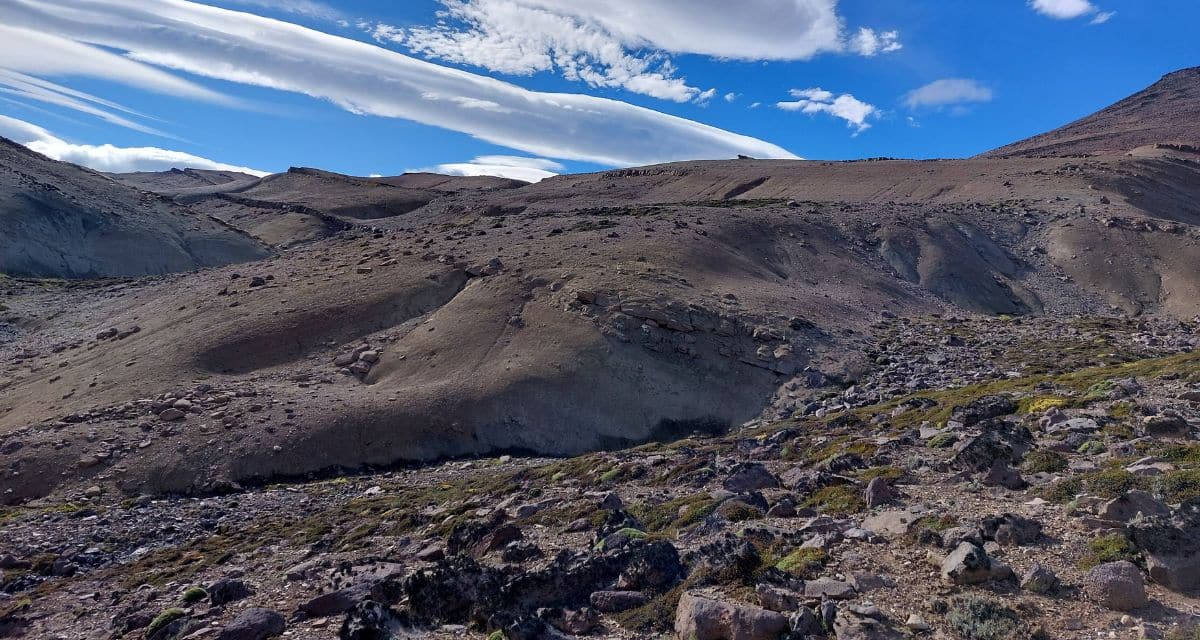 mamífero en Patagonia