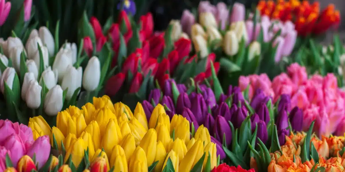 tulipanes