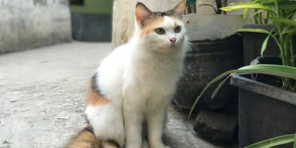 panleucopenia felina