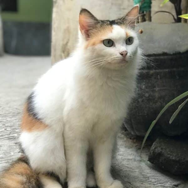 panleucopenia felina