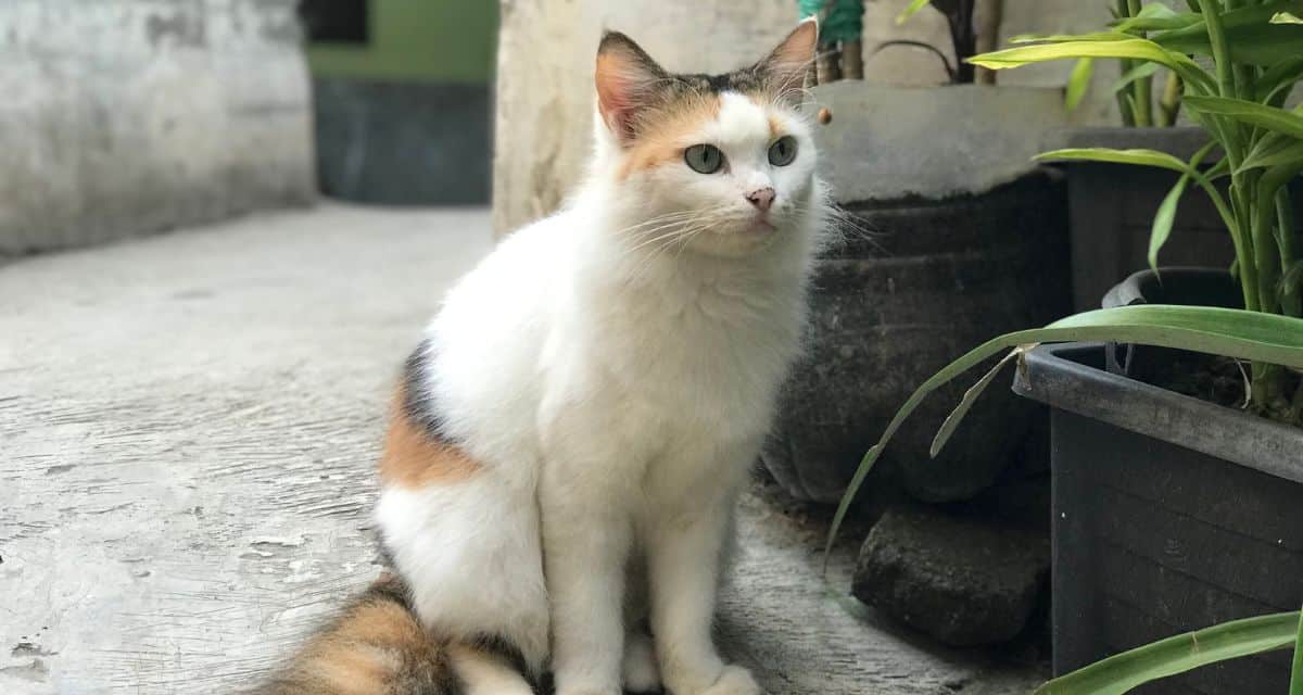 panleucopenia felina