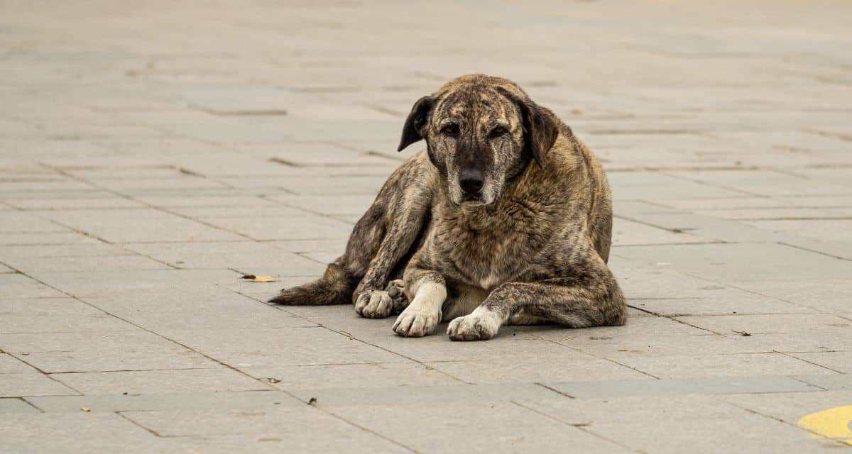 Lugar del atropello en San Antonio donde un hombre murió al intentar rescatar a un perro