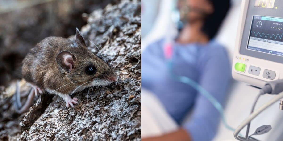 Alerta sanitaria por hantavirus activa medidas preventivas entre las regiones de Atacama y Magallanes