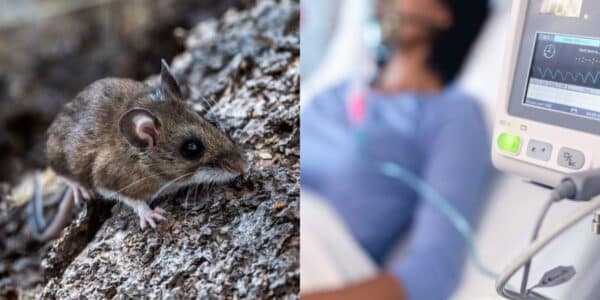 Alerta sanitaria por hantavirus activa medidas preventivas entre las regiones de Atacama y Magallanes