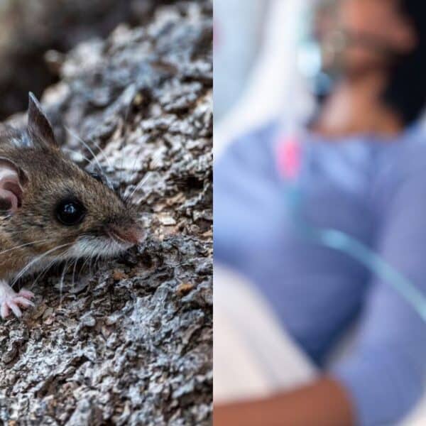 Alerta sanitaria por hantavirus activa medidas preventivas entre las regiones de Atacama y Magallanes