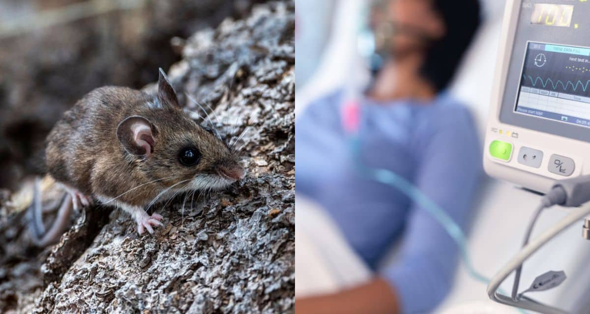 Alerta sanitaria por hantavirus activa medidas preventivas entre las regiones de Atacama y Magallanes