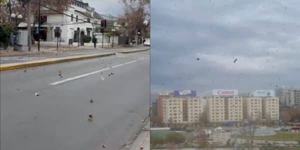 Viento en Santiago provoca árboles caídos y cortes de luz antes del gran temporal