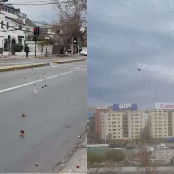 Viento en Santiago provoca árboles caídos y cortes de luz antes del gran temporal