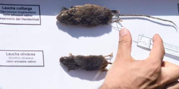 Hantavirus en Los Lagos registra nueve casos confirmados y seis fallecidos durante 2026