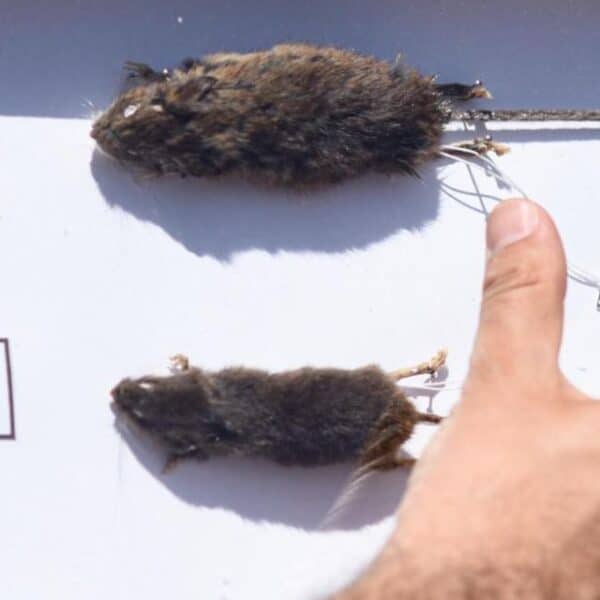 Hantavirus en Los Lagos registra nueve casos confirmados y seis fallecidos durante 2026