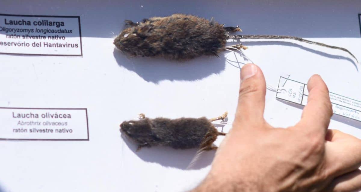 Hantavirus en Los Lagos registra nueve casos confirmados y seis fallecidos durante 2026