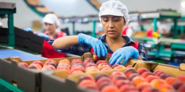 Subsidio Unificado al Empleo entregará aportes a trabajadores y empresas desde octubre de 2026