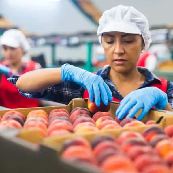Subsidio Unificado al Empleo entregará aportes a trabajadores y empresas desde octubre de 2026