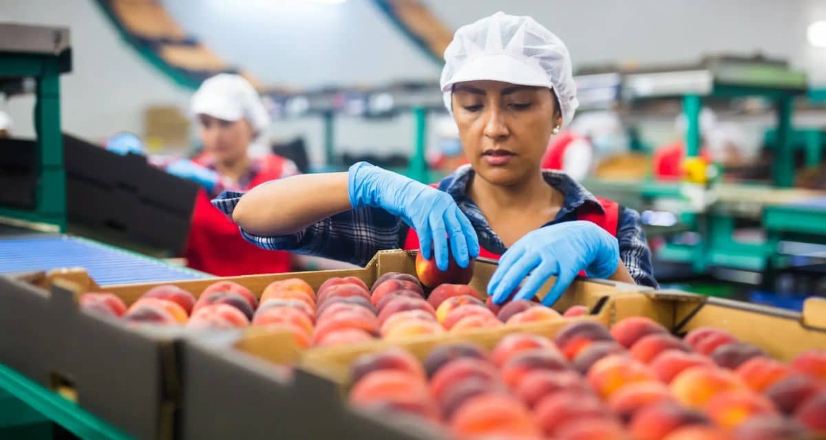 Subsidio Unificado al Empleo entregará aportes a trabajadores y empresas desde octubre de 2026
