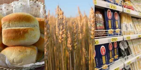 Alza del trigo a nivel mundial y su efecto en los precios de alimentos en Chile