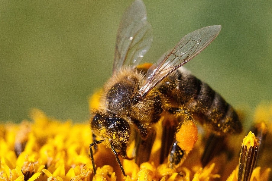Primer plano de una abeja posada sobre una flor amarilla, con las alas extendidas y el cuerpo cubierto de polen.